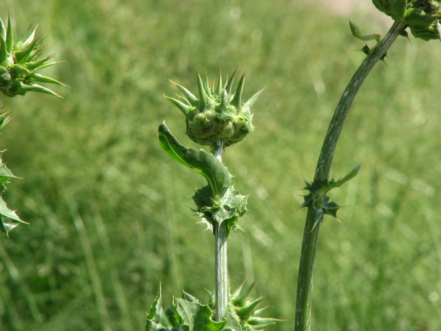 Silybum marianum