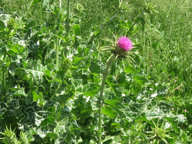 Silybum marianum