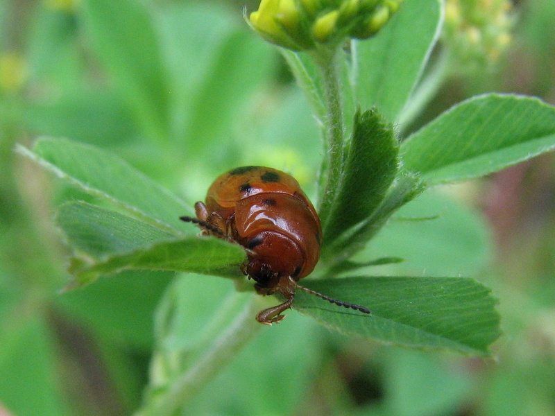 coleottero da id: Gonioctena fornicata (cf.)