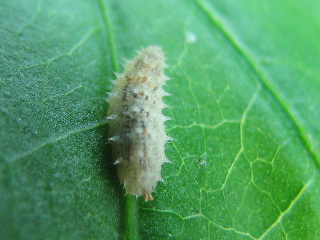 Larva bianca cicciotta