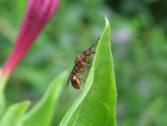 formica alata?