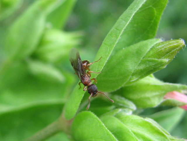 formica alata?