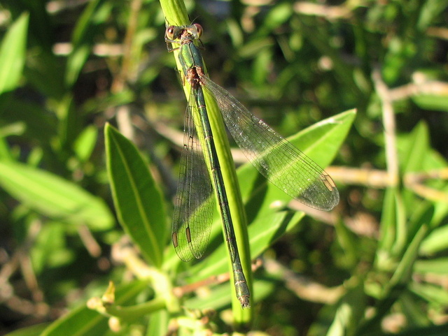 Lestidae e poi?