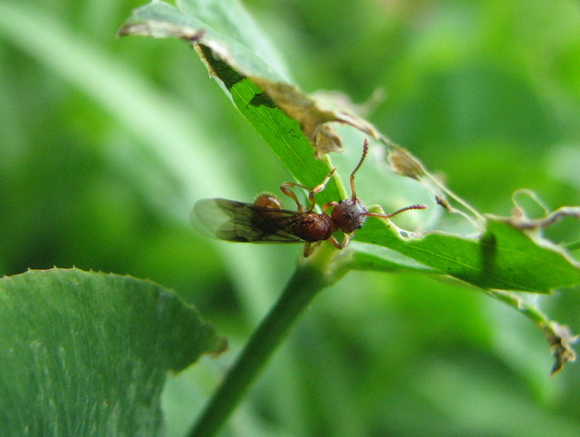 formica alata?