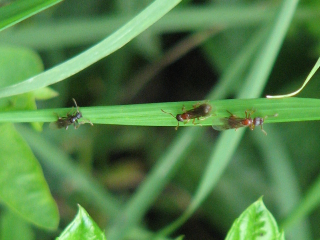 formica alata?