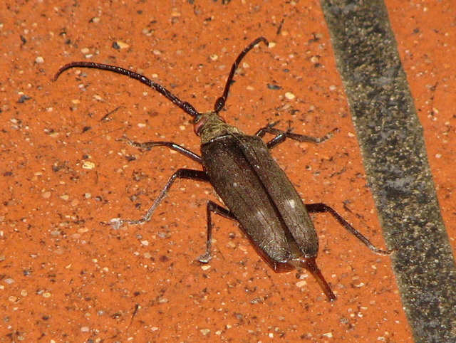 Grosso Cerambicida marrone: Aegosoma scabricorne