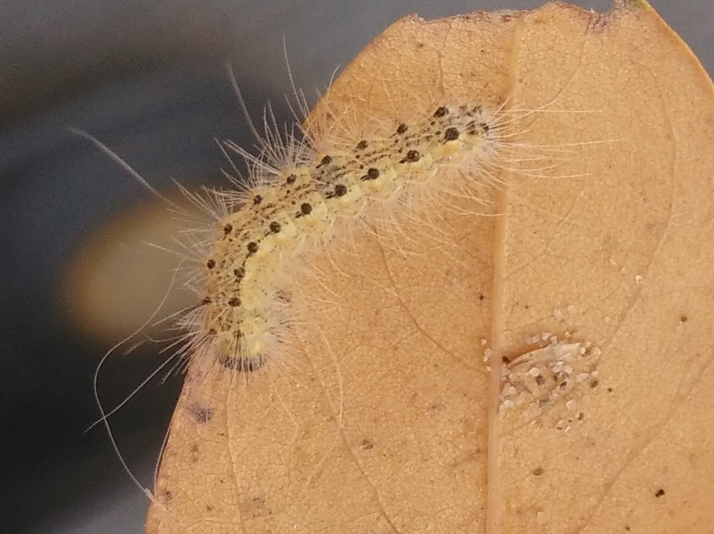 Questo bruco  processionaria? No, Hyphantria cunea, Erebidae Arctiinae