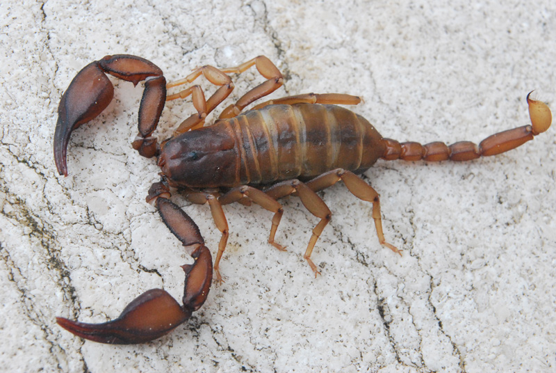 Euscorpius  aquilejensis