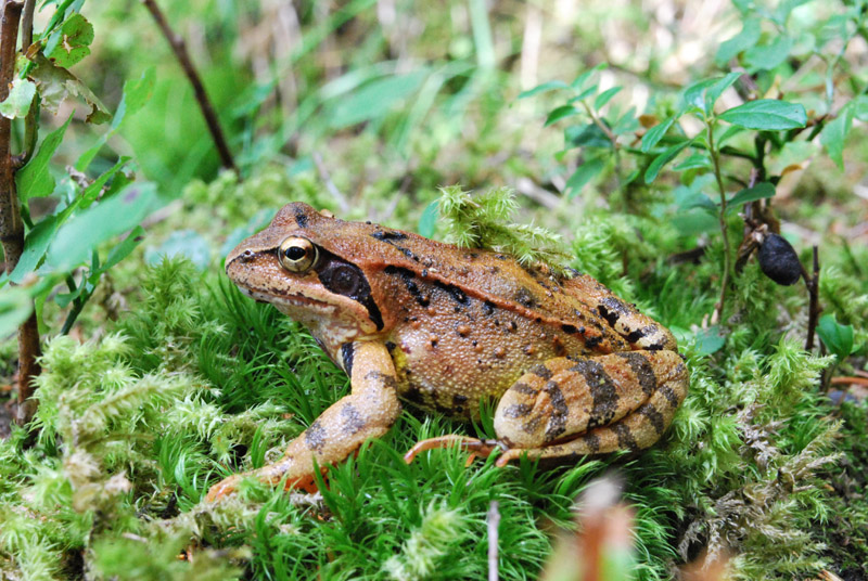 Da identificare - Rana temporaria