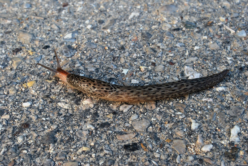 Limax maximus da Porto Caleri (RO)