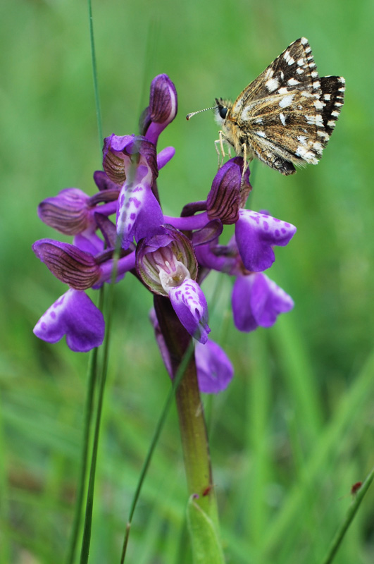 Da determinare - Pyrgus malvoides, Hesperiidae