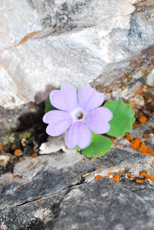 Primula recubariensis / Primula di Recoaro