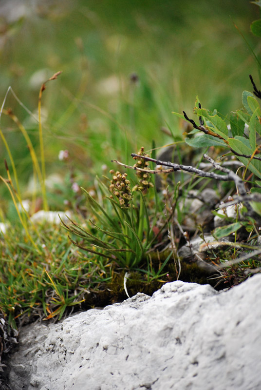 Qualche orchidea d''agosto in Valparola (BL)