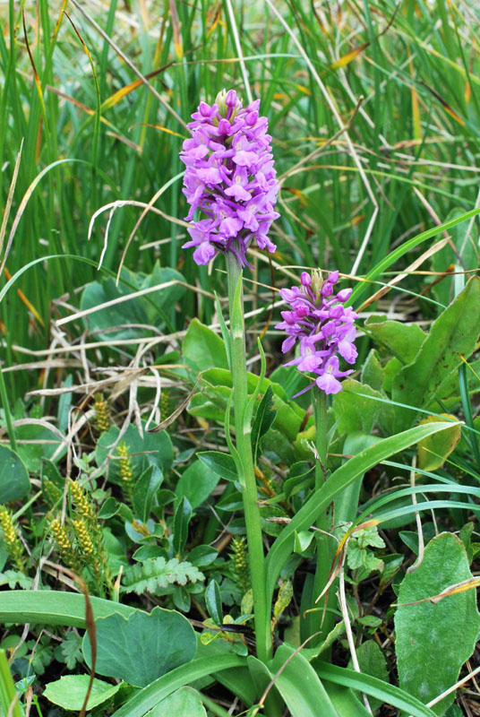 Qualche orchidea d''agosto in Valparola (BL)