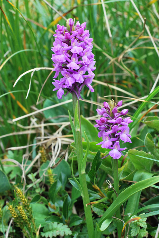 Qualche orchidea d''agosto in Valparola (BL)