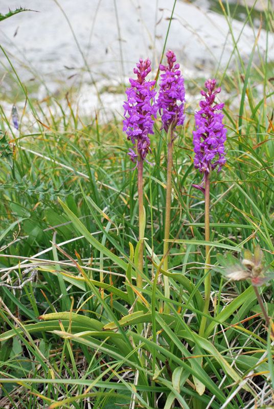 Qualche orchidea d''agosto in Valparola (BL)