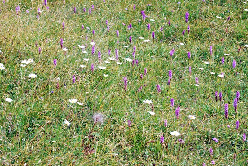 Qualche orchidea d''agosto in Valparola (BL)