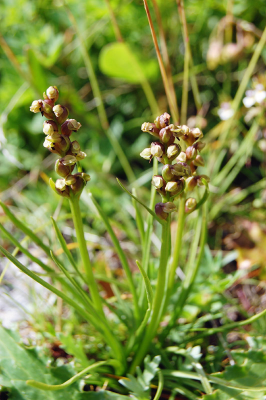 Qualche orchidea d''agosto in Valparola (BL)