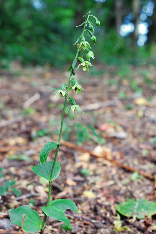 Epipactis autumnalis / Elleborine autunnale