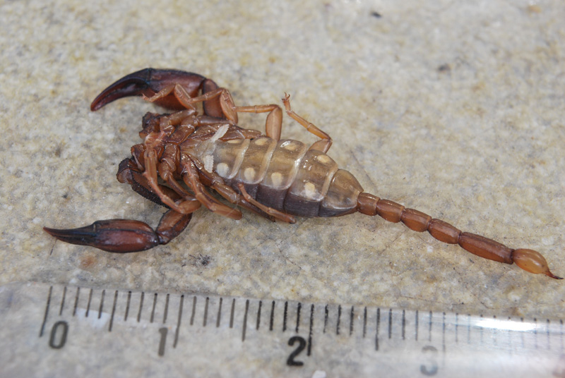 femmina di Euscorpius aquilejensis