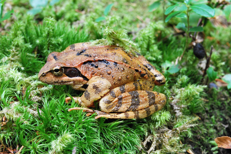 Da identificare - Rana temporaria