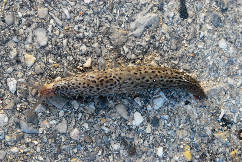 Limax maximus da Porto Caleri (RO)