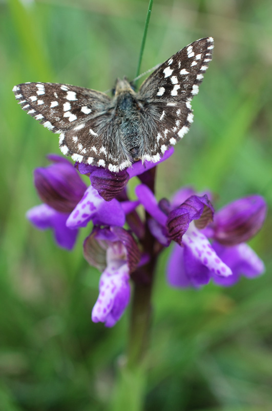 Da determinare - Pyrgus malvoides, Hesperiidae