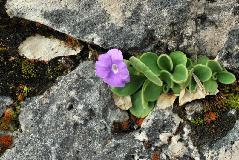 Primula recubariensis / Primula di Recoaro