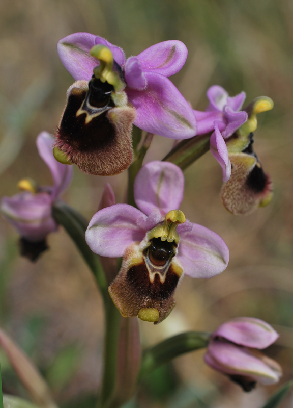 Orchidee di fine aprile in Gargano 4