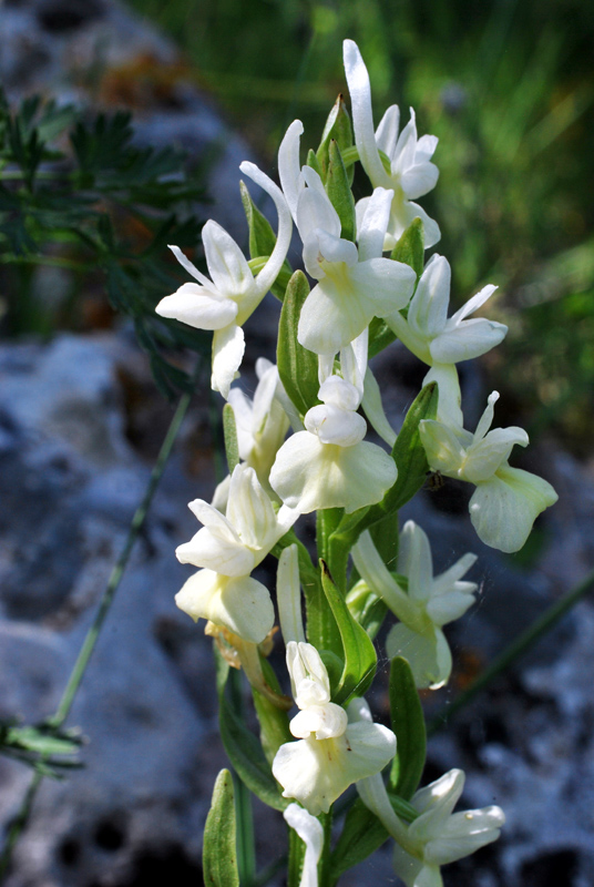 Orchidee di fine aprile in Gargano 1