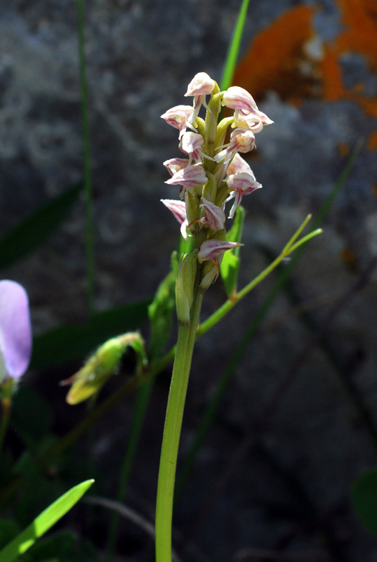 Orchidee di fine aprile in Gargano 1