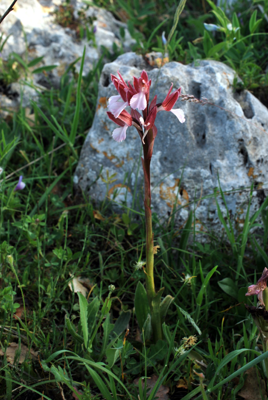 Orchidee di fine aprile in Gargano 1