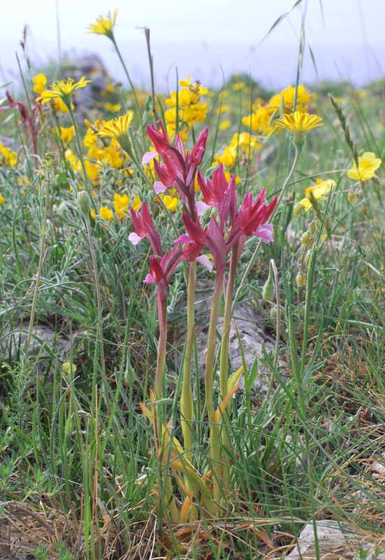 Orchidee di fine aprile in Gargano 1