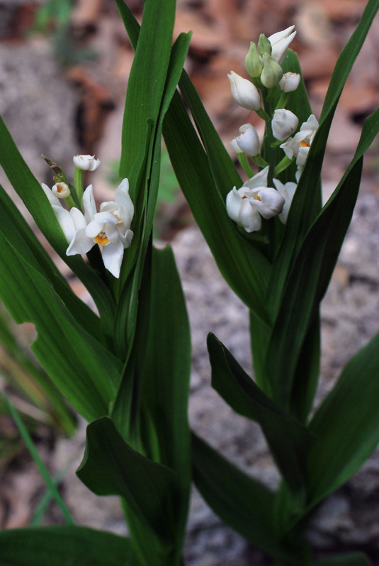 Orchidee di fine aprile in Gargano 1