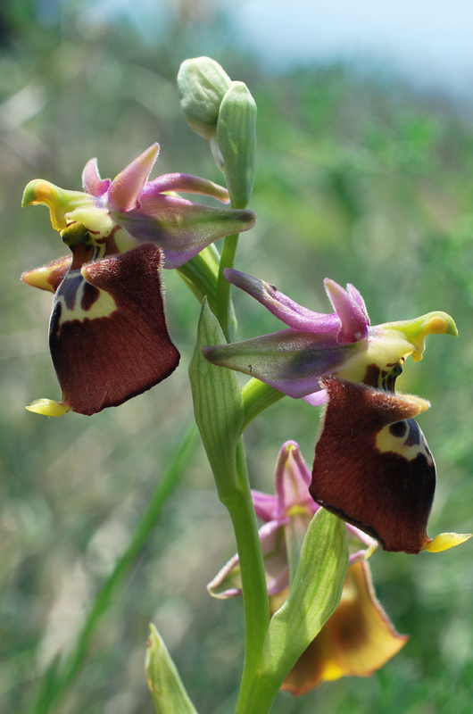 Orchidee di fine aprile in Gargano 3