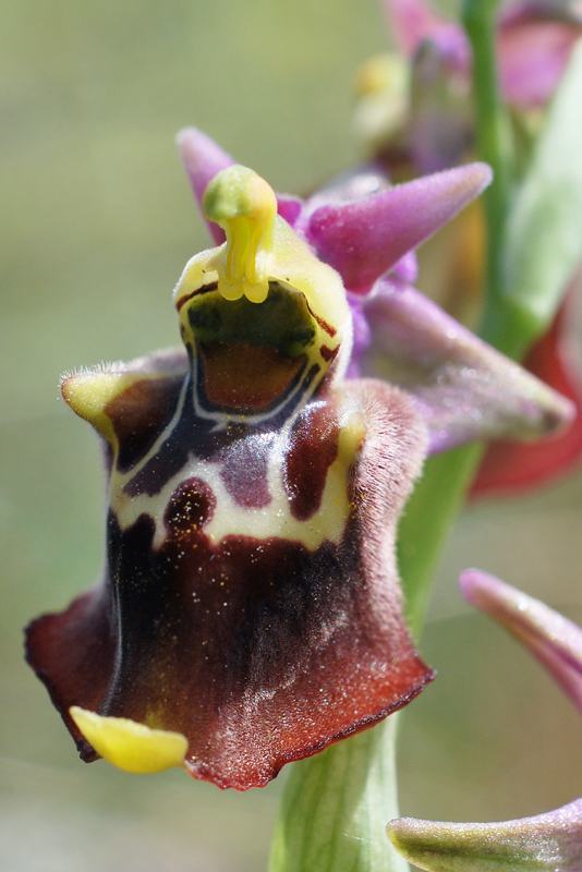 Orchidee di fine aprile in Gargano 3