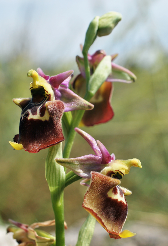 Orchidee di fine aprile in Gargano 3