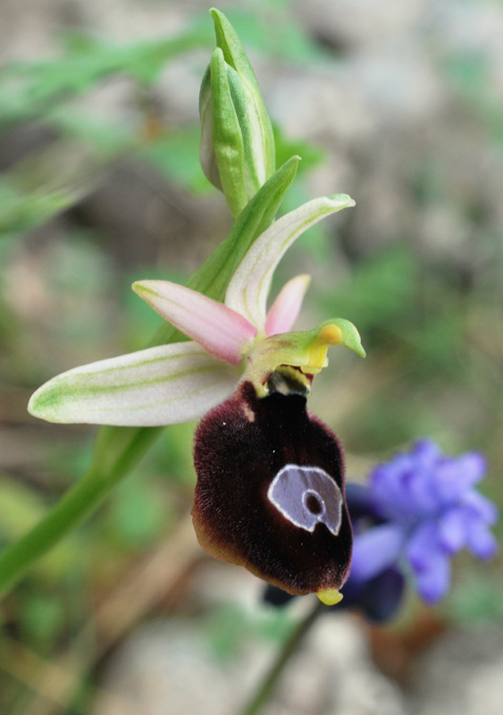 Orchidee di fine aprile in Gargano 3