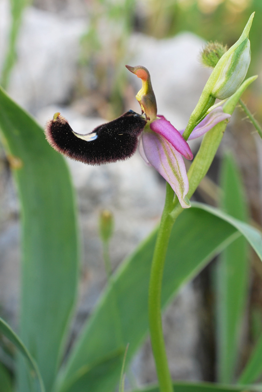 Orchidee di fine aprile in Gargano 3