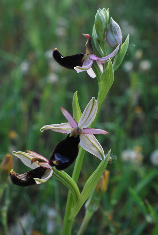 Orchidee di fine aprile in Gargano 3