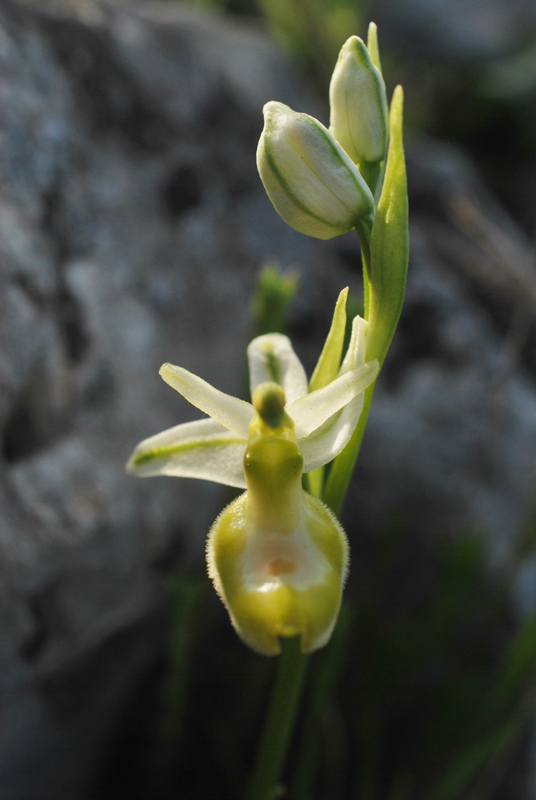 Orchidee di fine aprile in Gargano 3