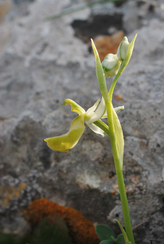 Orchidee di fine aprile in Gargano 3