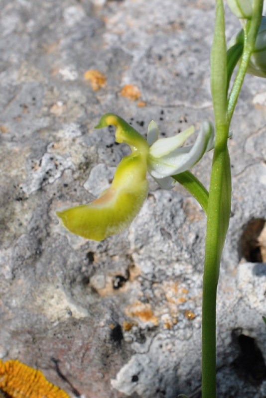 Orchidee di fine aprile in Gargano 3