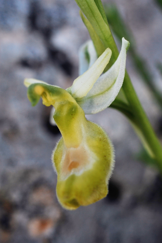 Orchidee di fine aprile in Gargano 3