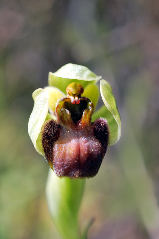 Orchidee di fine aprile in Gargano 3