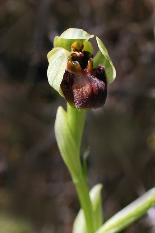 Orchidee di fine aprile in Gargano 3