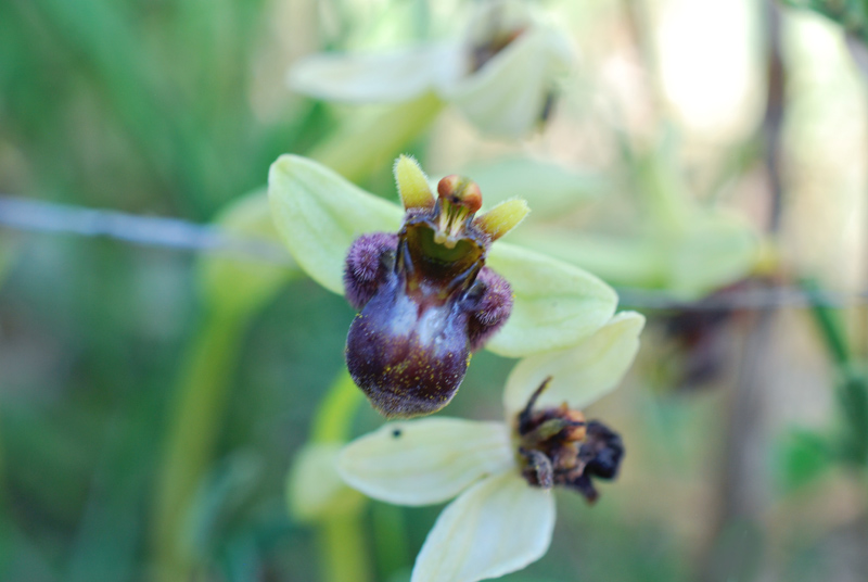 Orchidee di fine aprile in Gargano 3