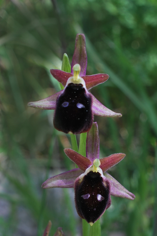 Orchidee di fine aprile in Gargano 3