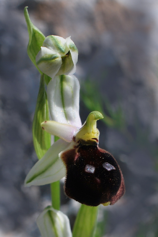 Orchidee di fine aprile in Gargano 3