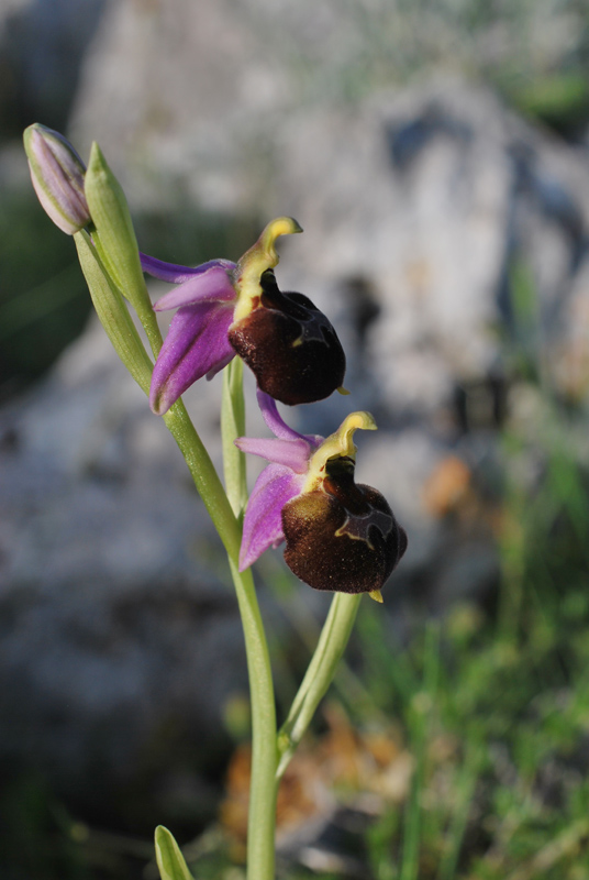 Orchidee di fine aprile in Gargano 3